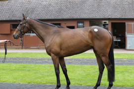 Lot  8 TCMay1729Tattersalls