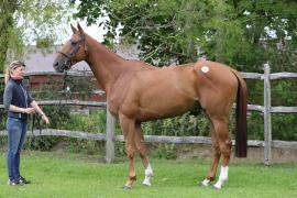 Lot  26 TCMay1925Tattersalls