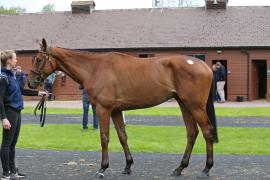 Lot  47 TCMay1409Tattersalls