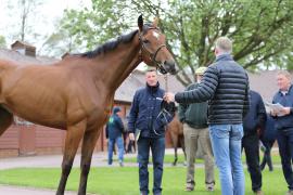 Alan Honeyball TCMay0357Tattersalls