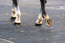 GV Hooves TCF639Tattersalls