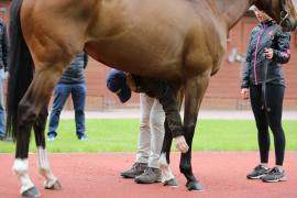 GV Legs TCMay0436Tattersalls