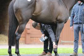 GV Legs TCMay0835Tattersalls