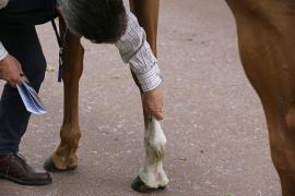 GV Legs TCMay1981Tattersalls