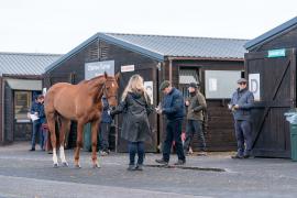 GV Lot 17 TCF082Tattersalls