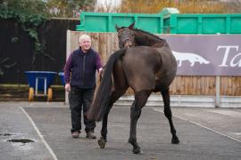 GV Lot 19 Scratching TCF1392Tattersalls