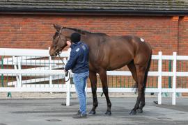 GV Lot 36 TCF1108Tattersalls