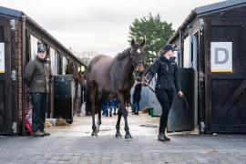 GV Lot 41 TCF013Tattersalls