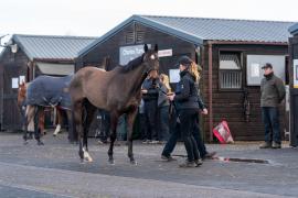 GV Lot 41 TCF016Tattersalls