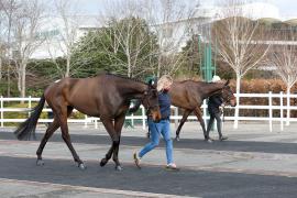 GV TCF1247Tattersalls