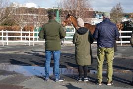 GV TCF479Tattersalls