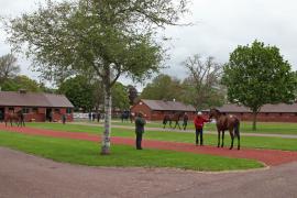 GV TCMay0984Tattersalls