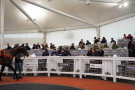 GV VIP Area TCF3884Tattersalls