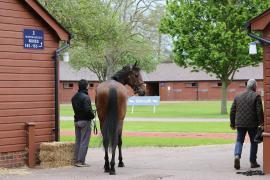 GV Waiting TCMay0145Tattersalls