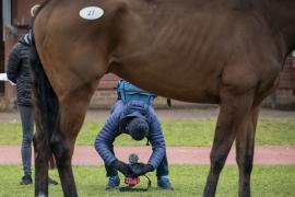 Inspection1 CDS 10122020 Tattersalls