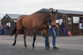 Lot  10 TCF1092Tattersalls