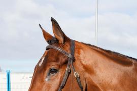 Lot  10 TCF358Tattersalls