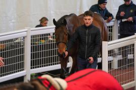 Lot  10 TCF4912Tattersalls