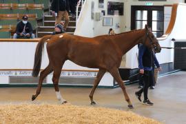 Lot  10 TCMay2690Tattersalls