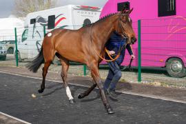 Lot  11 TCF861Tattersalls