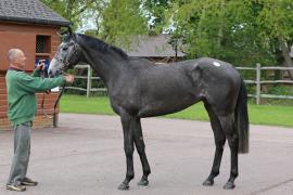 Lot  11 TCMay1672Tattersalls