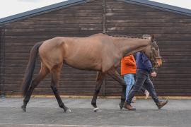 Lot  12 TCF1642Tattersalls