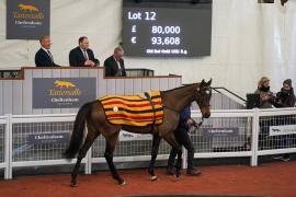 Lot  12 TCF3705Tattersalls