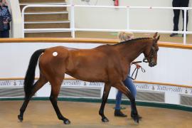 Lot  12 TCMay2733Tattersalls