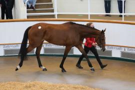 Lot  13 TCMay2740Tattersalls