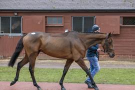 Lot  13 Walking CDS 10122020 Tattersalls