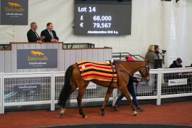 Lot  14 TCF3303Tattersalls