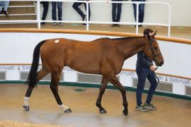 Lot  14 TCMay2761Tattersalls