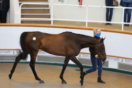 Lot  15 TCMay2774Tattersalls