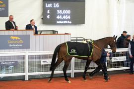 Lot  16 TCF5399Tattersalls