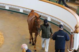 Lot  16 TCMay2782Tattersalls