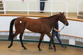 Lot  17 TCMay2800Tattersalls