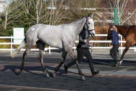 Lot  18 TCF1013Tattersalls