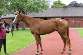 Lot  18 TCMay1764Tattersalls