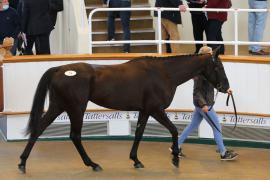 Lot  19 TCMay2845Tattersalls