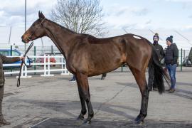 Lot  1 TCF2049TattersallsCheltenham