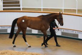 Lot  1 TCMay1016Tattersalls