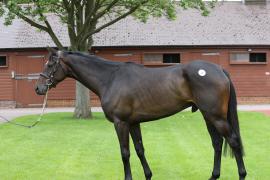 Lot  20 TCMay1300Tattersalls