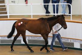 Lot  22 TCMay2884Tattersalls