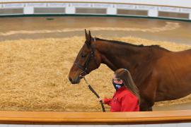 Lot  24 TCMay2943Tattersalls