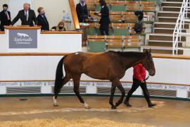 Lot  24 TCMay3092Tattersalls