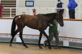 Lot  25 TCMay3135Tattersalls