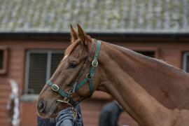 Lot  26 Head CDS 10122020 Tattersalls