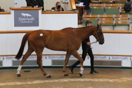 Lot  26 TCMay3154Tattersalls