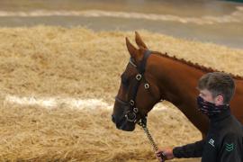 Lot  26 TCMay3228Tattersalls