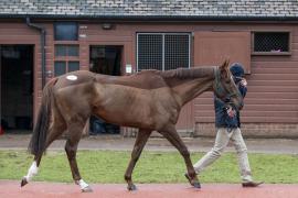 Lot  26 Walking CDS 10122020 Tattersalls